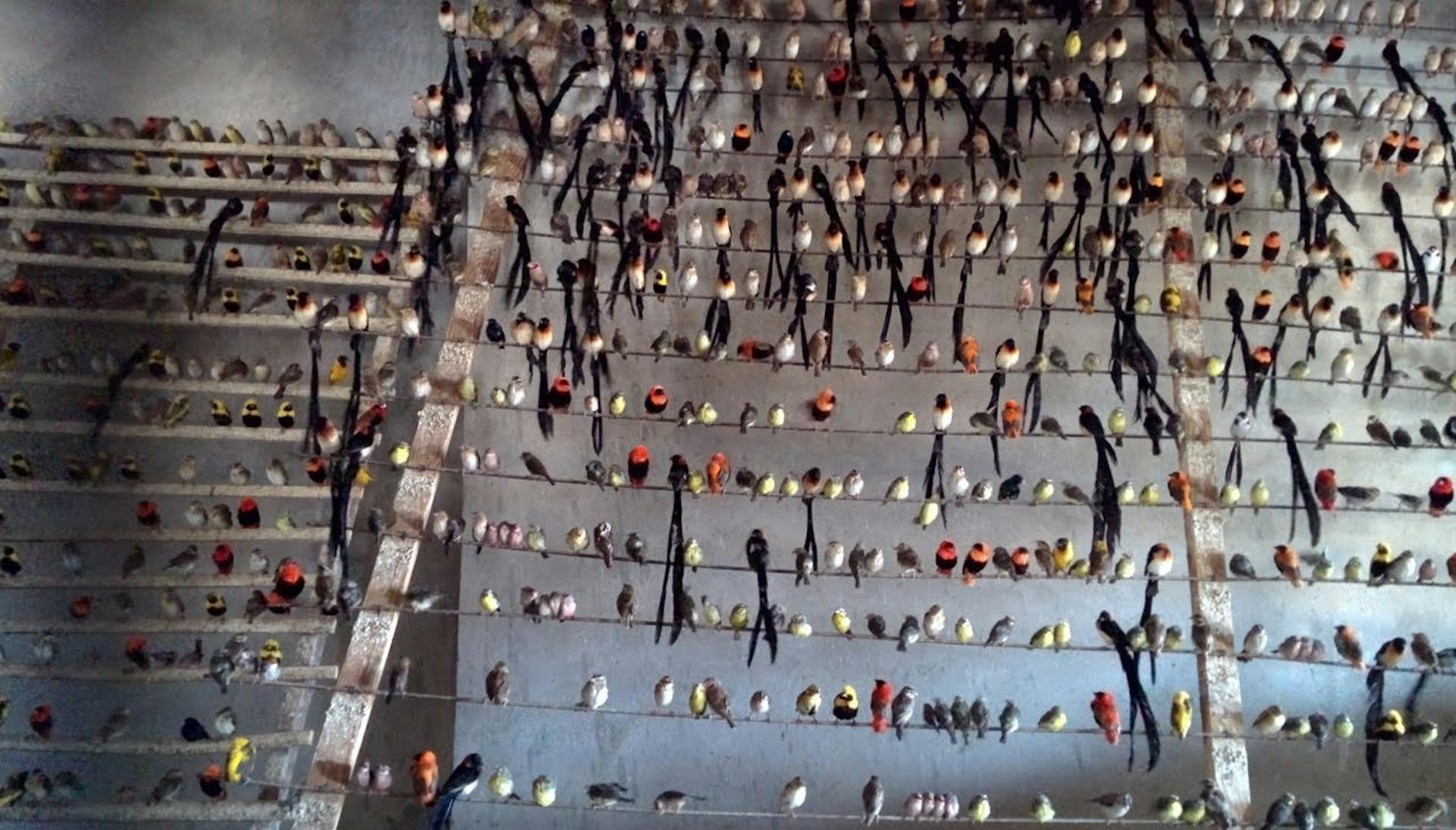 Global trade in wild birds is poorly monitored – the risks to wildlife, ecosystems and human health