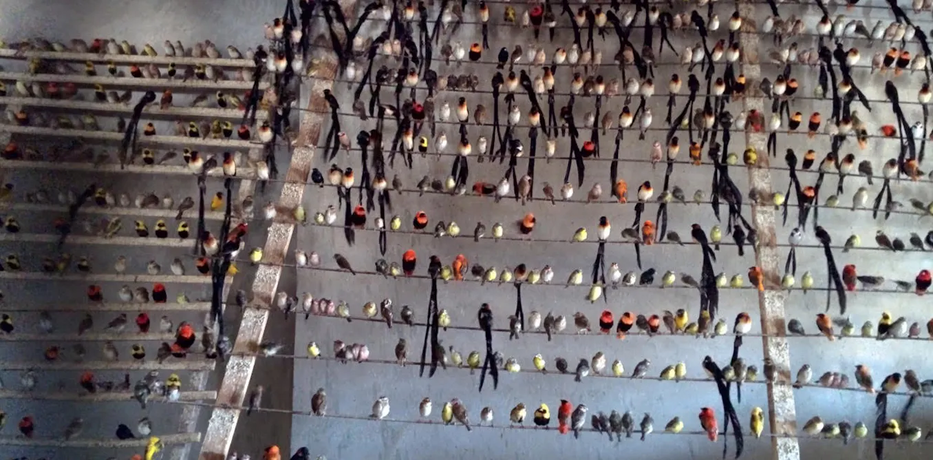 Global trade in wild birds is poorly monitored – the risks to wildlife, ecosystems and human health