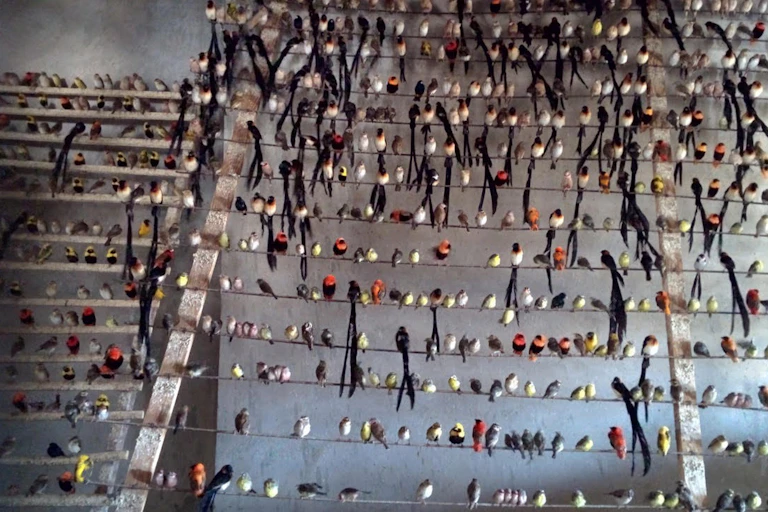 Hundreds of birds perched in rows inside a bare room