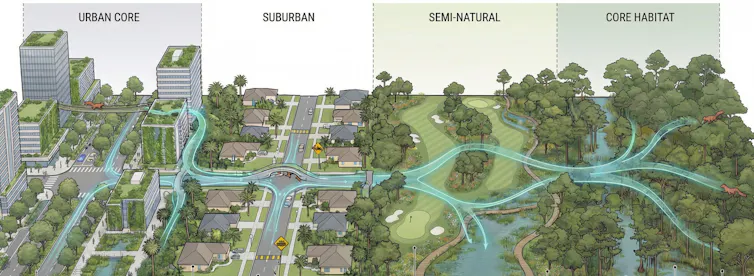 Illustration showing urban, suburban, semi-natural and core habitat zones