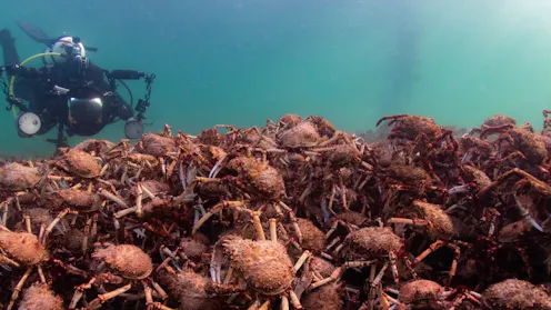 Citizen Science series – News, Research and Analysis – The Conversation ...