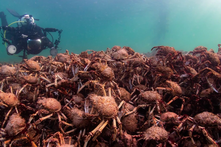 A diver hovers over a pile of giant spider crabs