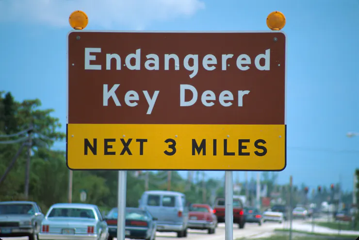 Sign reading Endangered Key Deer Next 3 Miles