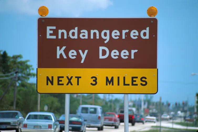 Sign reading Endangered Key Deer Next 3 Miles