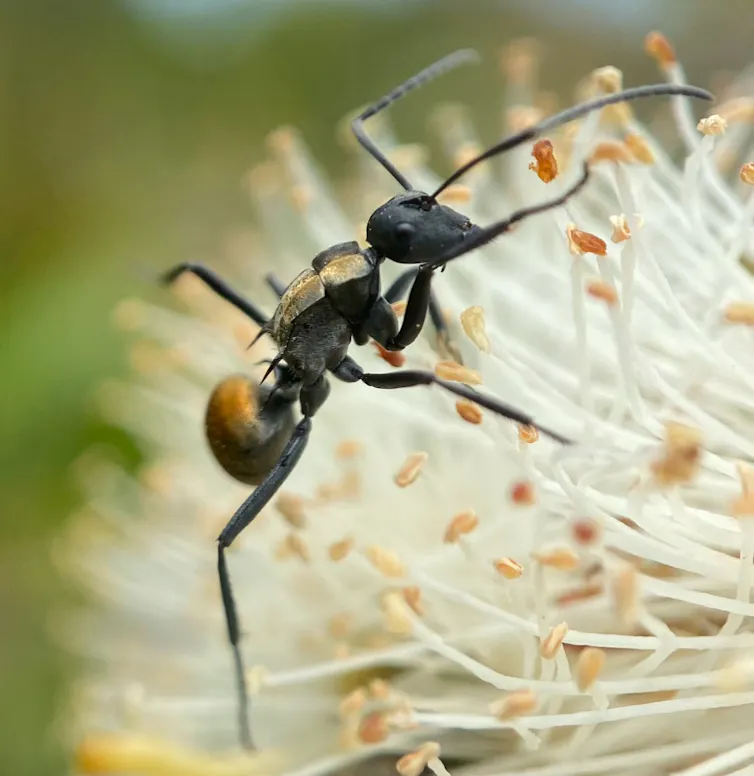 An ant climbs over a flower.