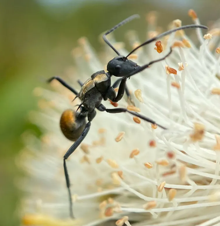 An ant climbs over a flower.