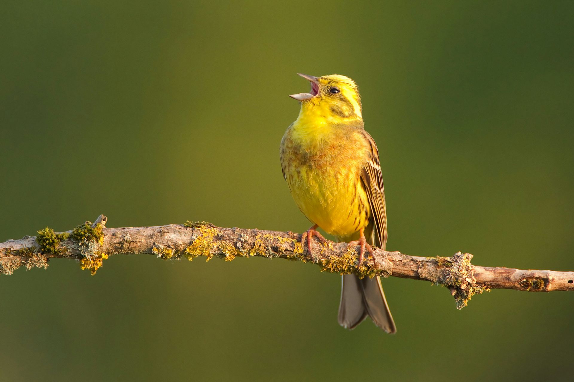 Do birds have accents? The fascinating regional differences in birdsong