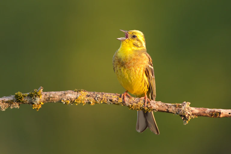 Yellow bird perched on branch, singing