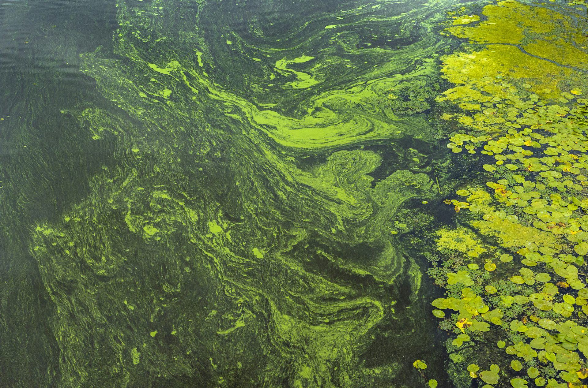 Toxic blooms and invasive clams are forcing a rethink on the Waikato River