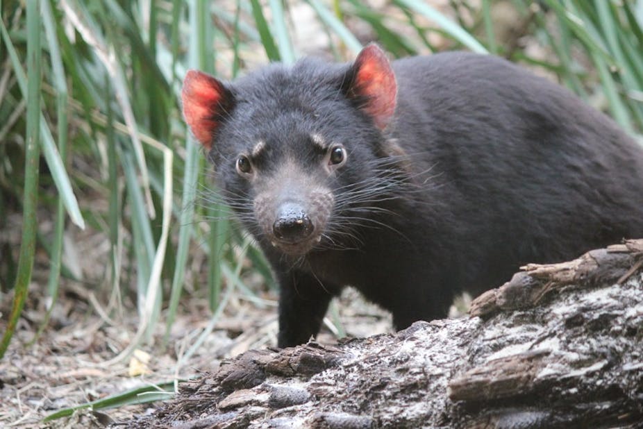 can tassie devils control feral cats the devil is in the detail