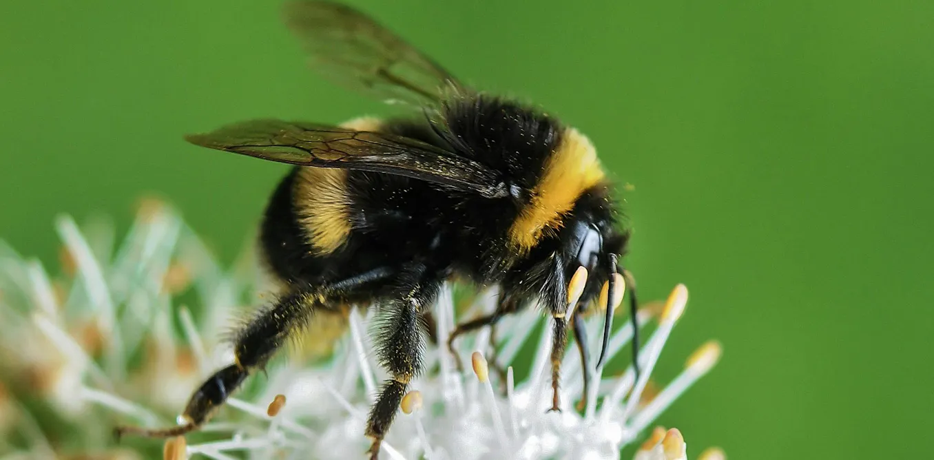 Bumblebees can perceive rhythm, despite their brains being the size of a sesame seed