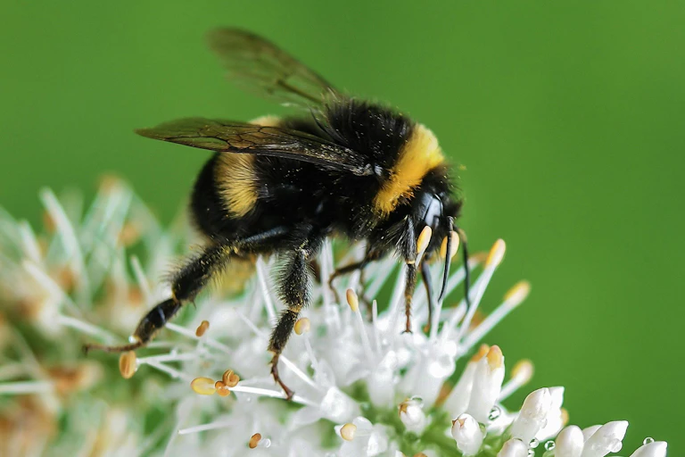 A black and yellow bee on a white and yellow flower.