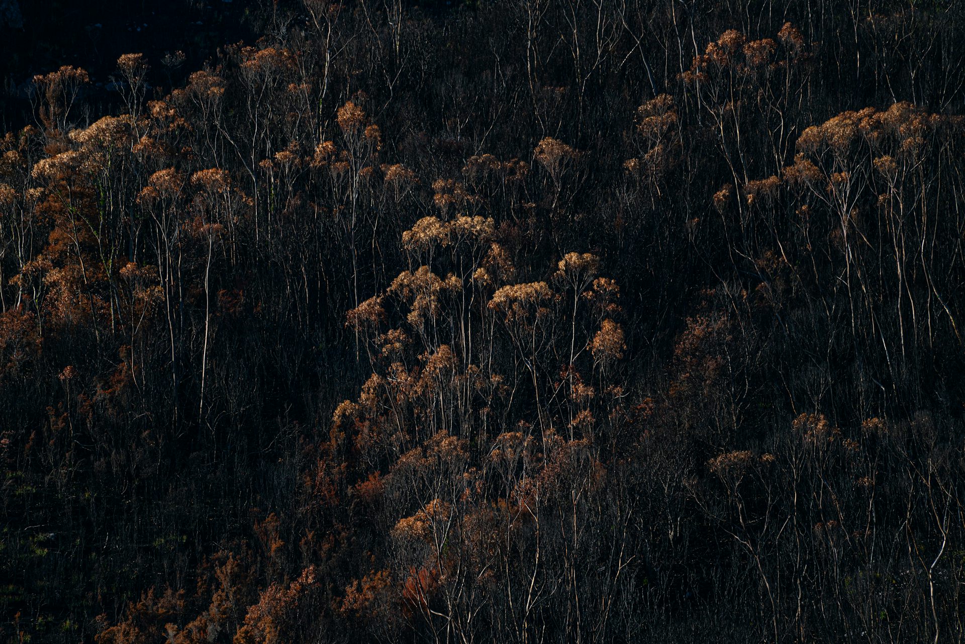 We have the proof that logging makes Tasmania’s forests more flammable