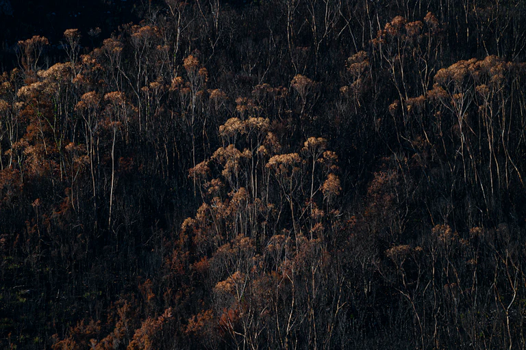 Tasmania forest after bushfire.