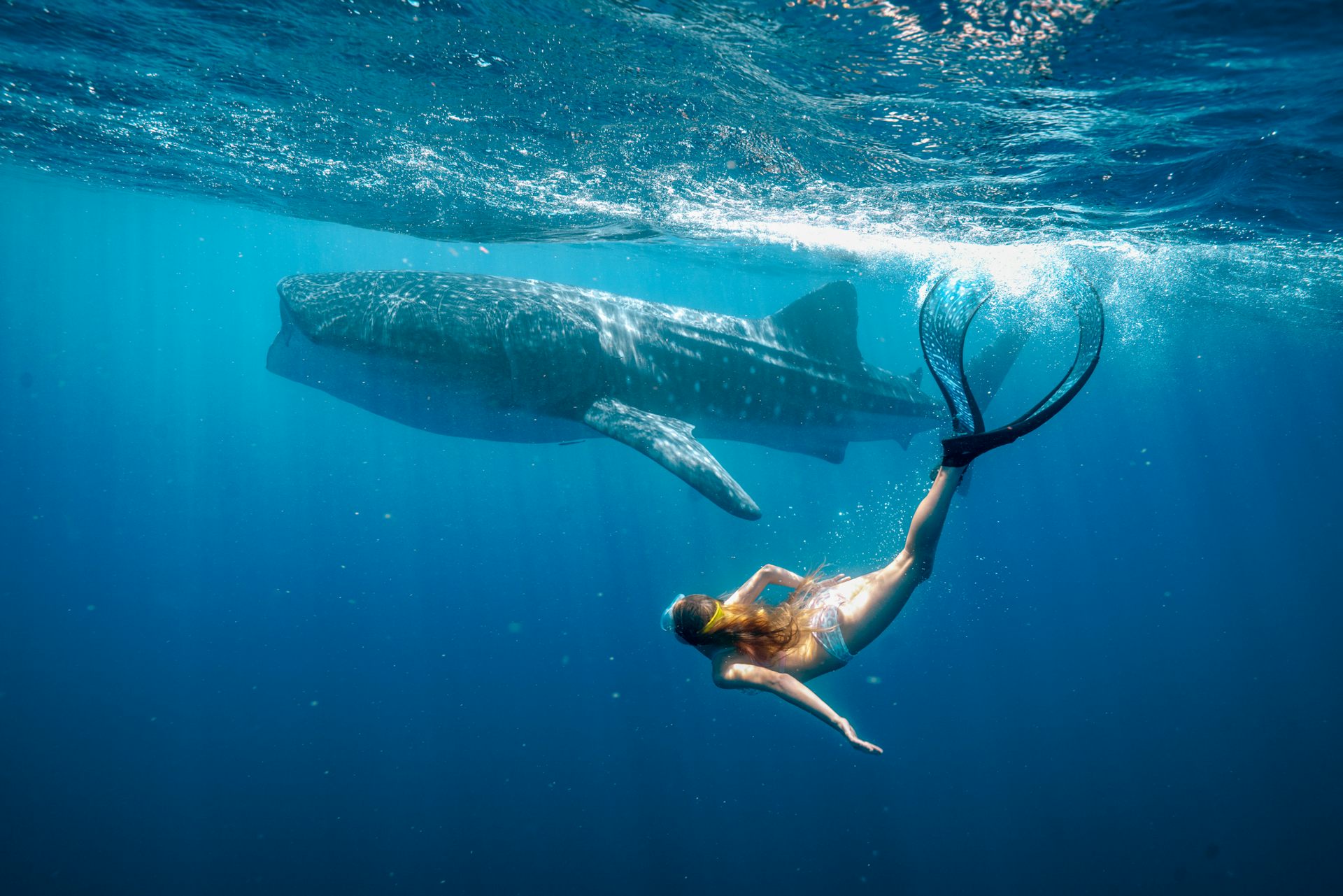 New Stan film Whale Shark Jack is a kid-focused tribute to WA’s awe-inspiring coastline