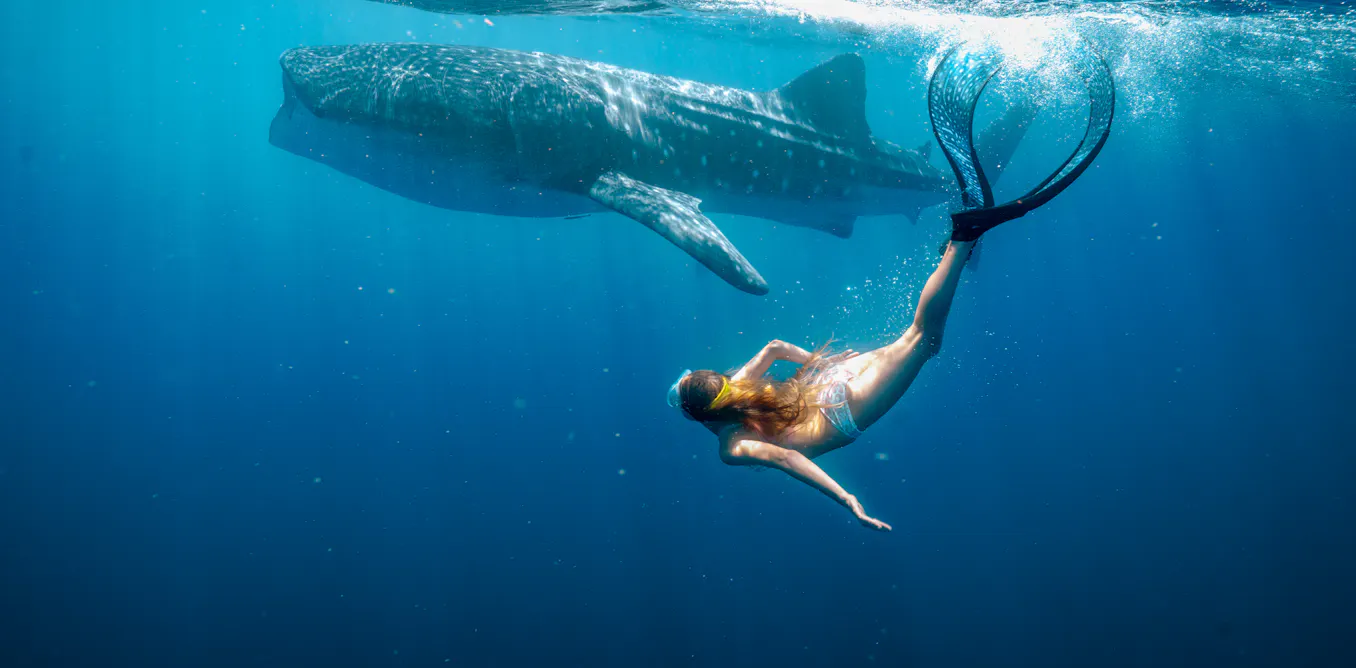 New Stan film Whale Shark Jack is a kid-focused tribute to WA’s awe-inspiring coastline New Stan film Whale Shark Jack is a kid-focused tribute to WA’s awe-inspiring coastline