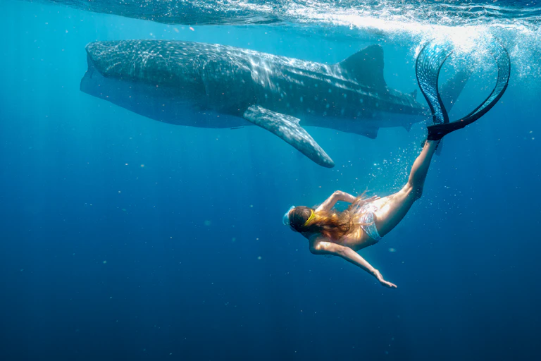 A young girl dives underwater with a whale shark.