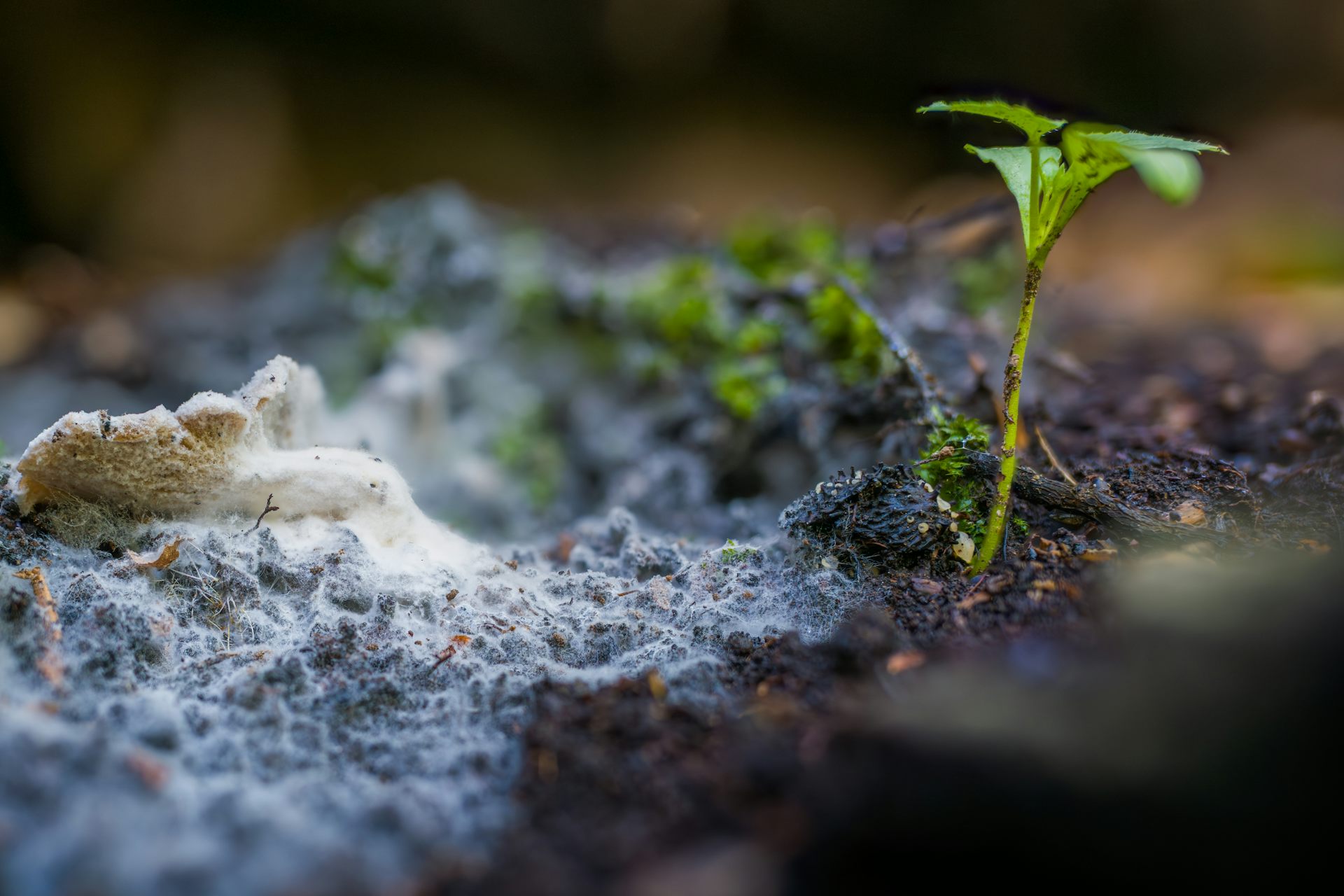Mycelium is the vegetative body of a fungus, its root system. It’s made of fine, threadlike filaments called hyphae.