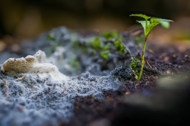 Mycelium is the vegetative body of a fungus, its root system. It’s made of fine, threadlike filaments called hyphae.