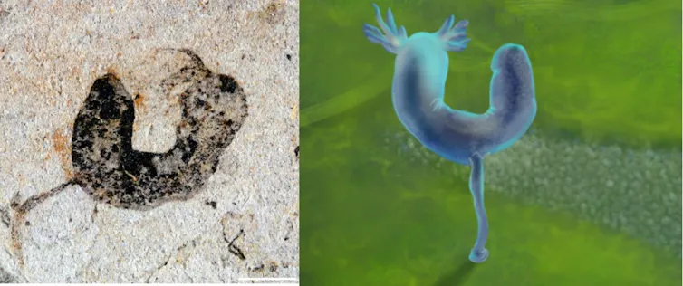 A deuterostome cambroernid fossil from the Jiangchuan biota and artist’s reconstruction.