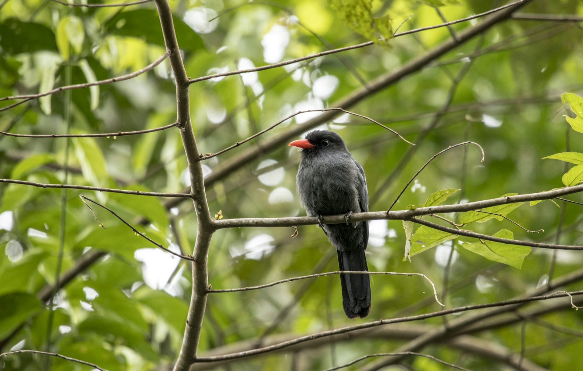 Birds and monkeys in the Amazon share information via ‘internet of the forest’: new research