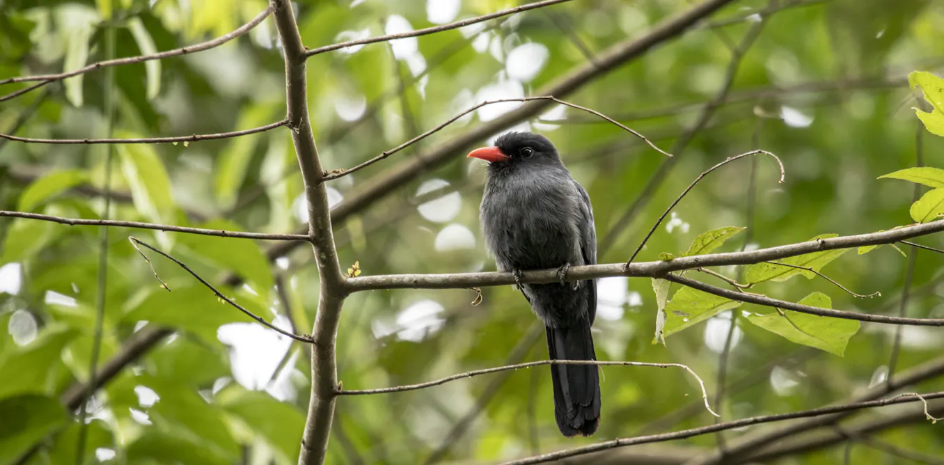 Birds and monkeys in the Amazon share information via ‘internet of the forest’: new research Birds and monkeys in the Amazon share information via ‘internet of the forest’: new research