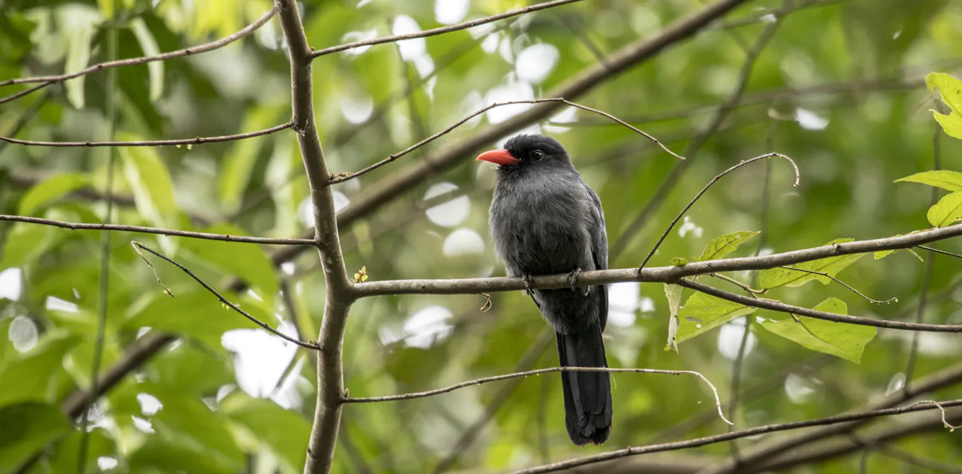 Birds and monkeys in the Amazon share information via ‘internet of the forest’: new research