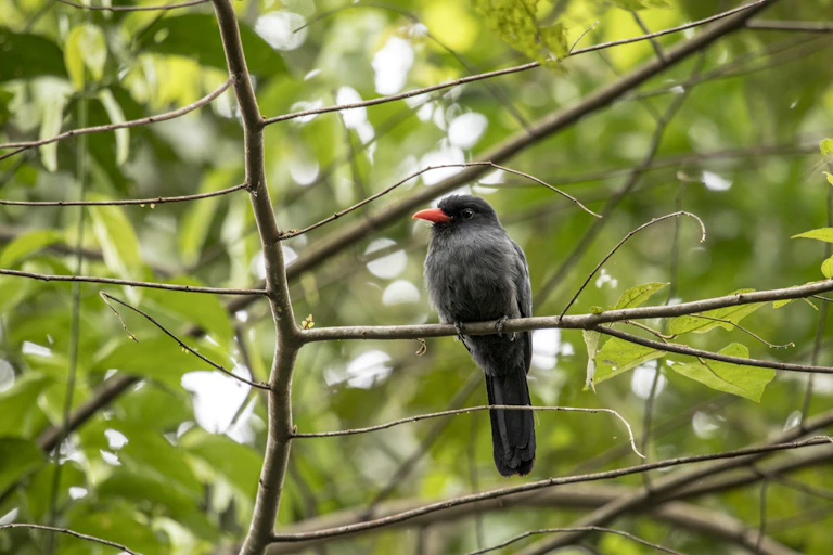 A small black bird sitting in a tree.