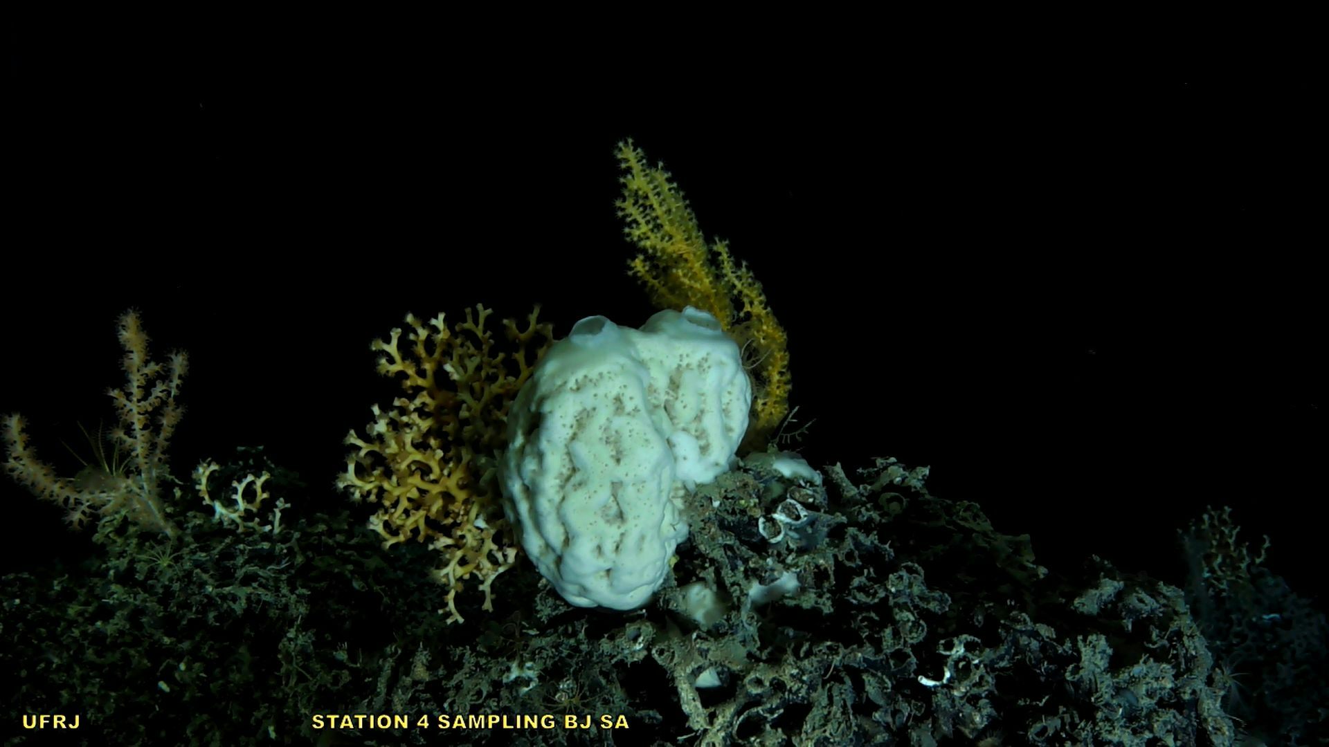 Deep-sea sponges survive in complete darkness in ways we didn’t know before
