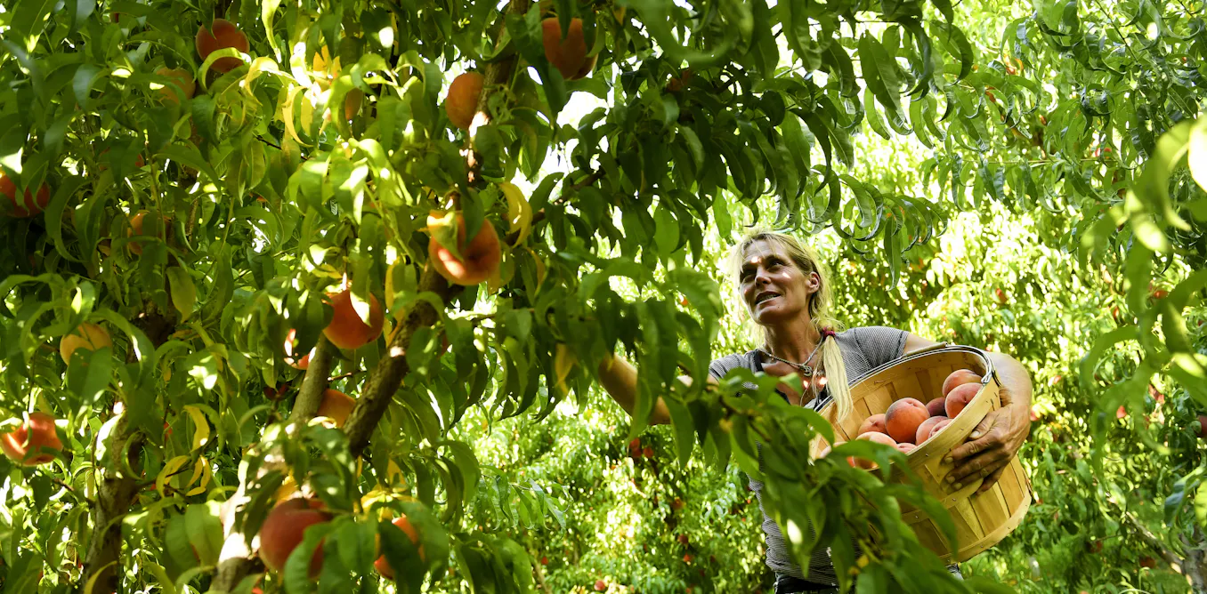 EduWireDaily — A fungal disease, along with climate change, threatens Colorado’s prized peaches