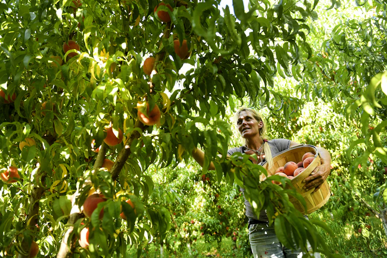 A person holding a basket of peaches is surrounded by lush, green peach trees.