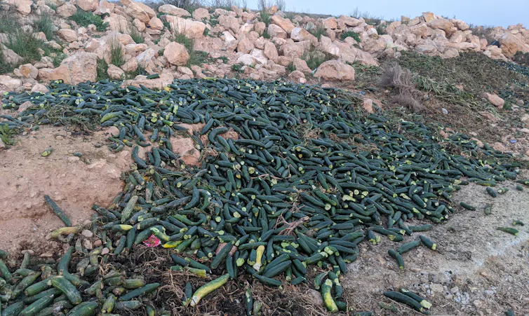 En Espagne, des milliers de tonnes de fruits et légumes ne sont jamais récoltées et pourrissent dans les champs 1 file 20260314 57 8fh0zw.jpg?ixlib=rb 4.1