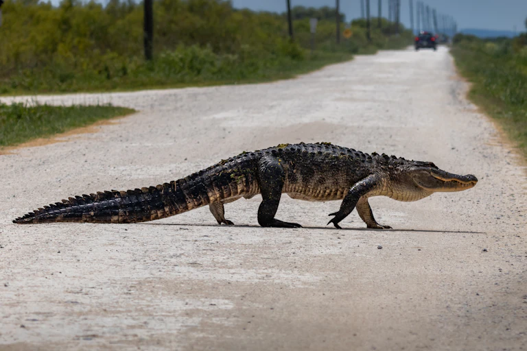 Alligator crossing a road in Florida