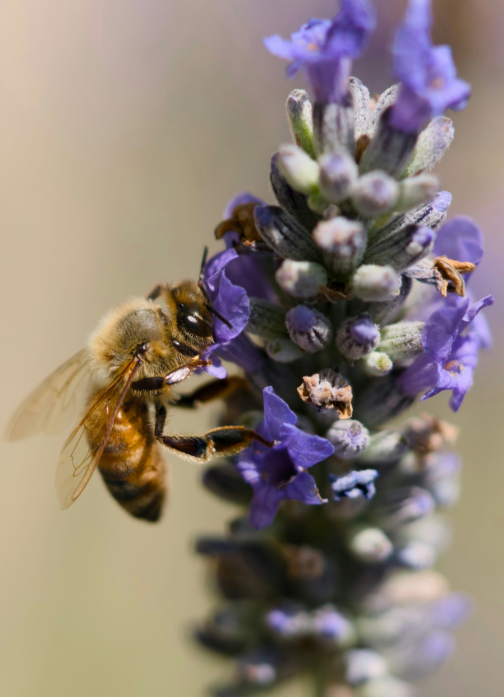 Una abeja con cara en una flor.