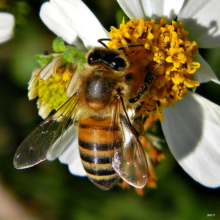 A bee on a flower