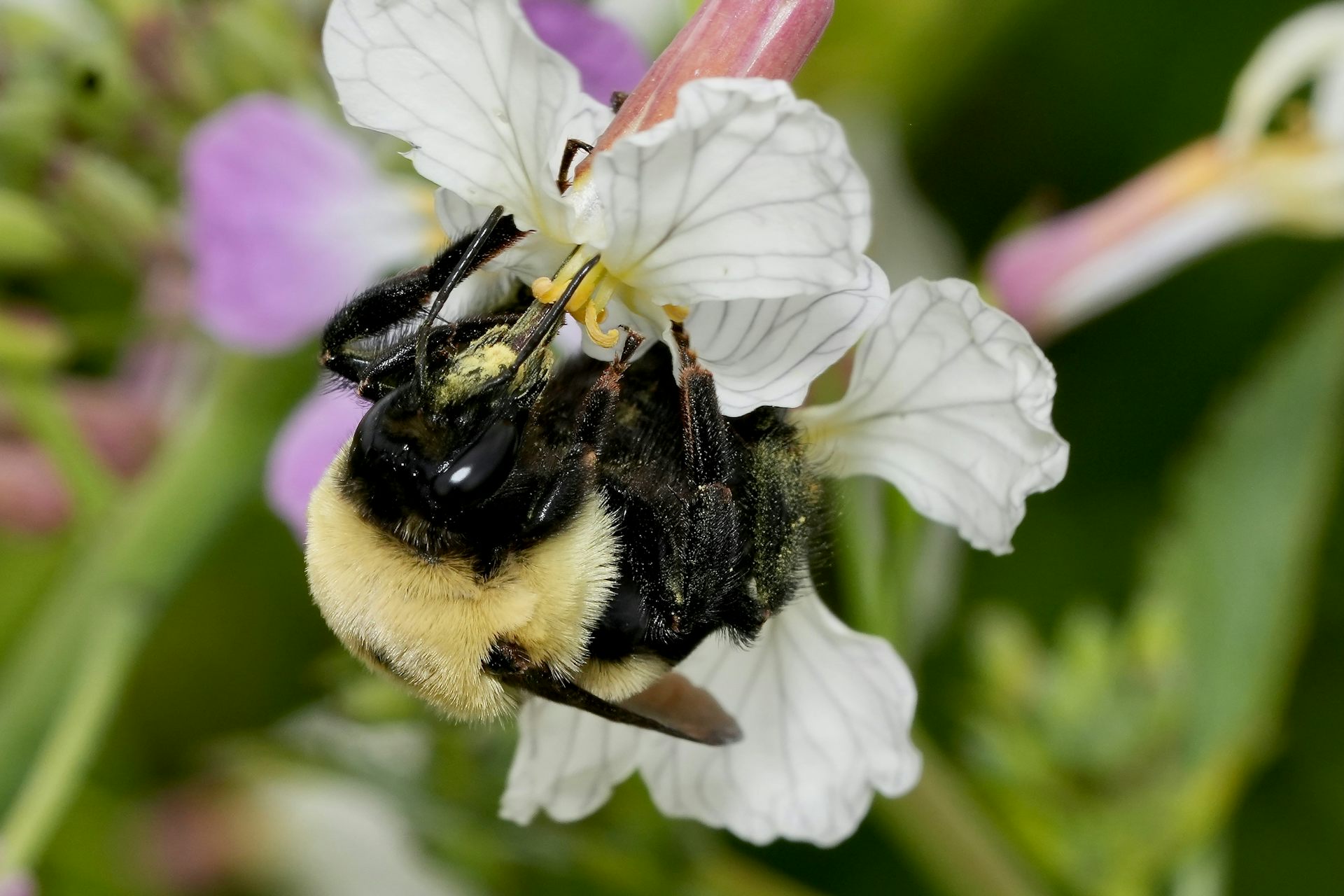 Una abeja grande sobre una flor con polen en sus patas.