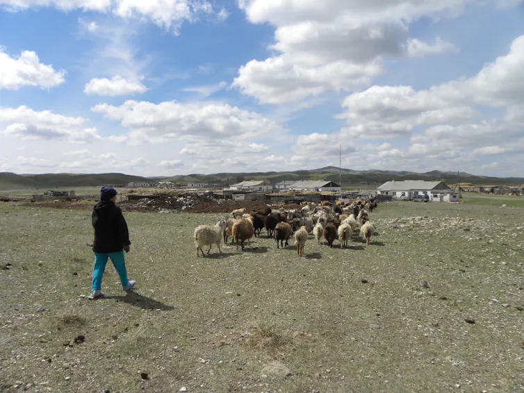 La persona en primer plano camina hacia las ovejas, llevándolas hacia los edificios en la distancia.