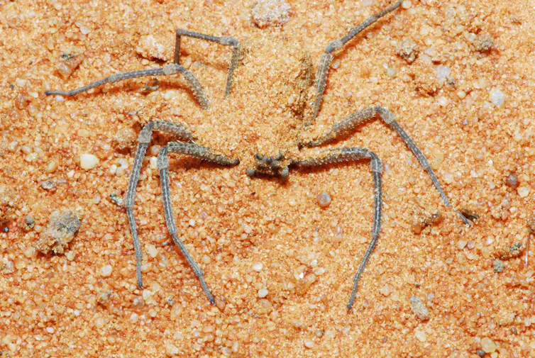 Close-up of spider burrowed into sand, abdomen mostly covered with eight long legs mostly visible