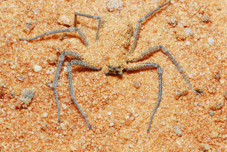 Close-up de aranha enterrada na areia, abdômen quase totalmente coberto, com oito longas patas visíveis