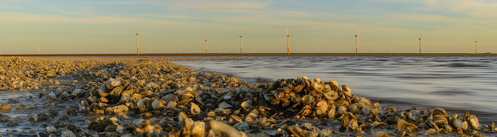 The surprising power of seashells: how oyster waste can recapture rare earth elements