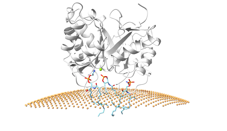 ¿Cómo daña el veneno de araña las células humanas? Los investigadores descubren el mecanismo asesino de la toxina de la araña reclusa 1 Una ilustración de una masa de espirales y bandas grises colocadas sobre una superficie amarilla que se asemeja a una cuadrícula.