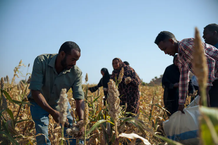 People in a field collect grain.