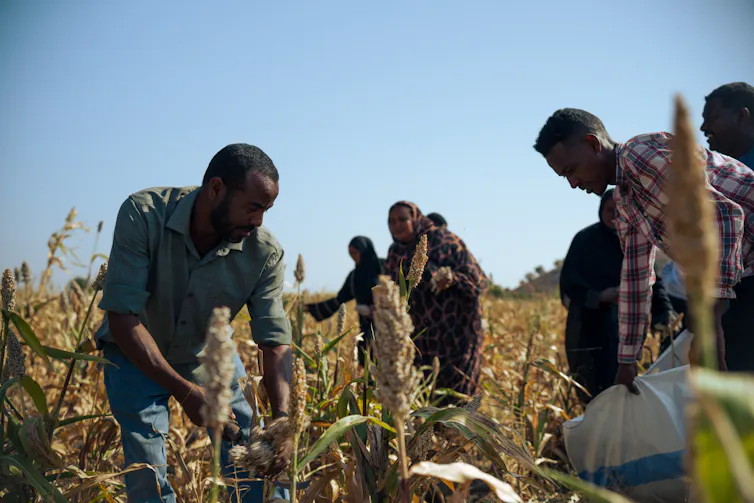 People in a field collect grain.
