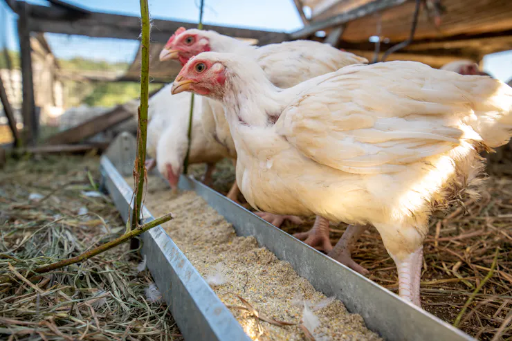 Chickens eat feed from a trough.
