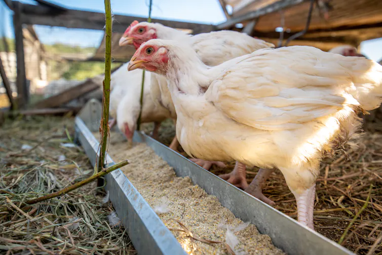 Chickens eat feed from a trough.