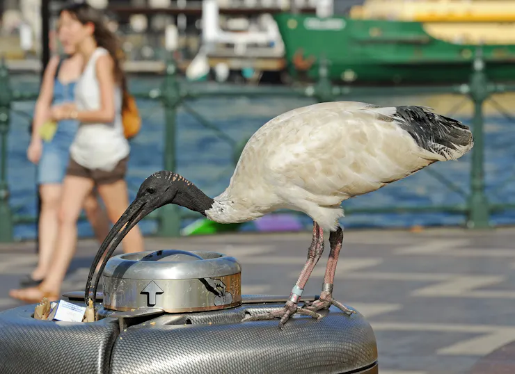 A large white bird with a black head and curved black beak picks through a trash bin along a waterfront area.