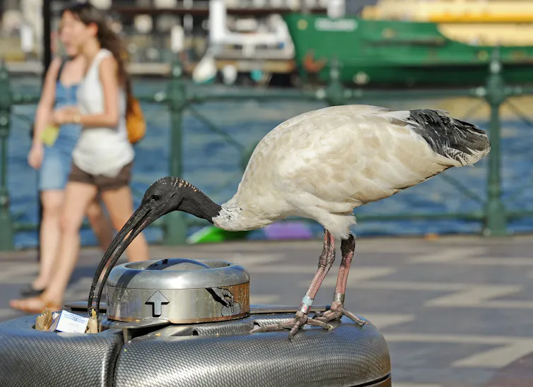 Los animales urbanos se comportan de la misma manera descarada en todo el mundo 1 Un gran pájaro blanco con cabeza negra y pico negro curvo atraviesa un bote de basura a lo largo de la orilla.