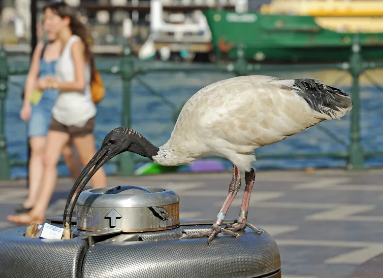 A large white bird with a black head and curved black beak picks through a trash bin along a waterfront area.