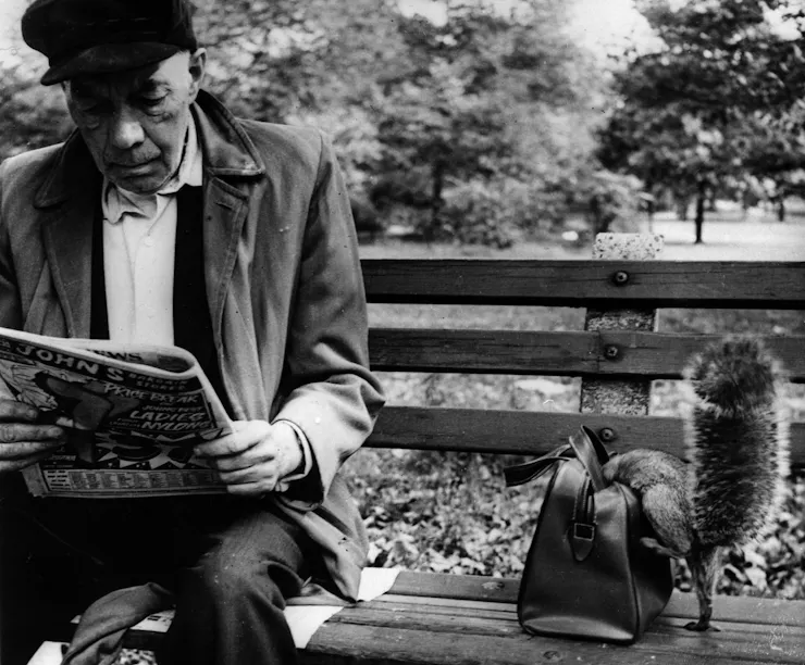 A man reads his newspaper in New York's Central Park as a squirrel rifles through his bag on the bench beside him.