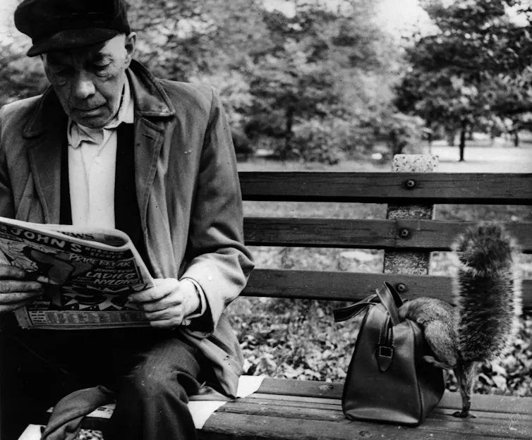 A man reads his newspaper in New York's Central Park as a squirrel rifles through his bag on the bench beside him.